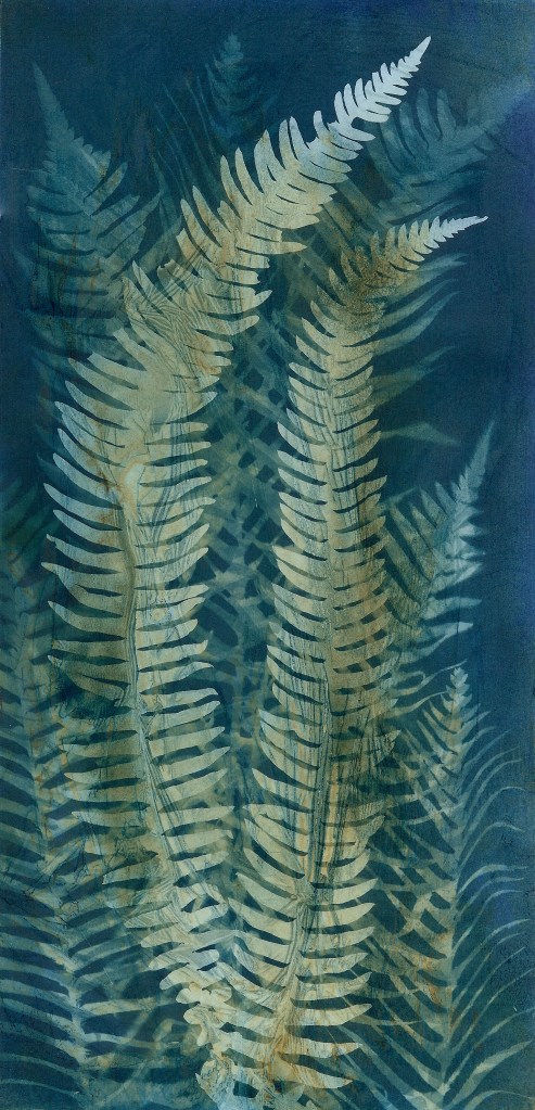 An original double exposure wet cyanotype print of ferns by Jill Welham