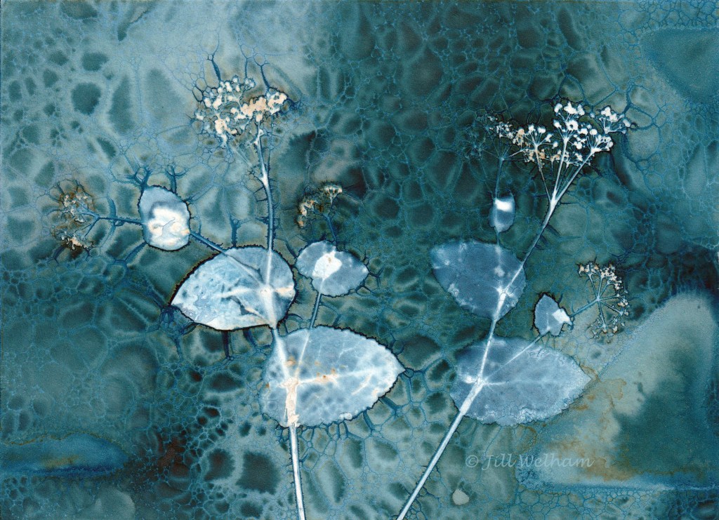 An original wet cyanotype print of two sprigs of Smyrnium perfoliatum by Jill Welham from the Secret Garden project.