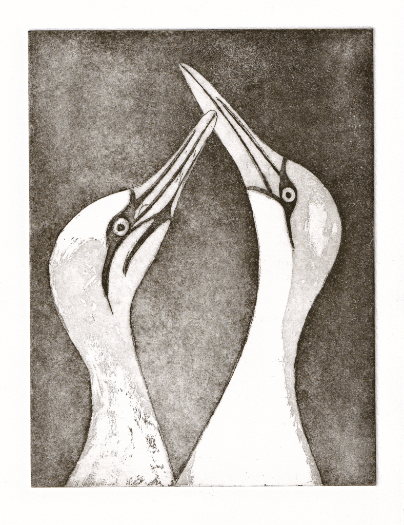 A pair of courting gannets. Original aquatint etching by Jill Welham. Printed in sepia ink from a zinc plate. Hand pulled etching.