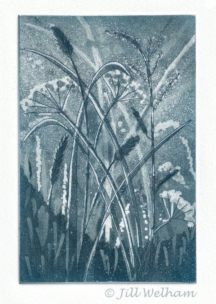 Aquatint etching of wild meadow flowers. Limited edition intaglio print by Jill Welham. Hand pulled zinc plate etching printed in blue ink.