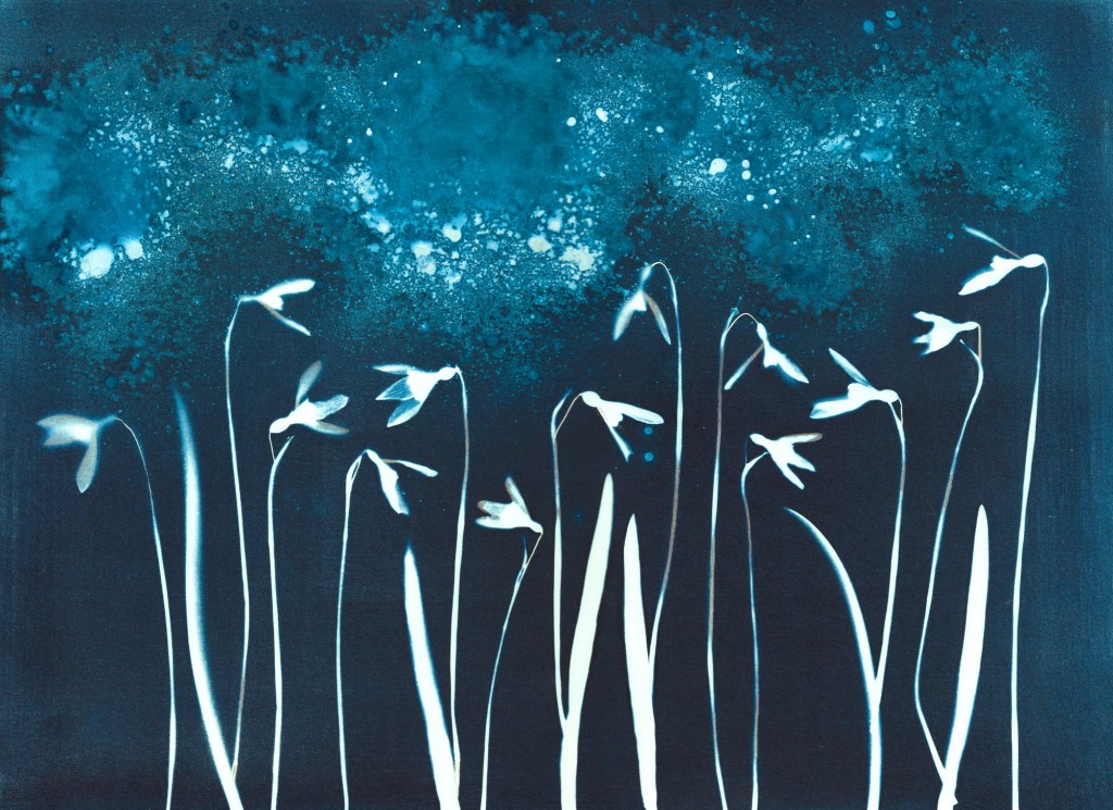 Blue and white traditional cyanotype of snowdrop leaves and flowers. White silhouettes on a dark blue background with a shimmering sky above the flowers.