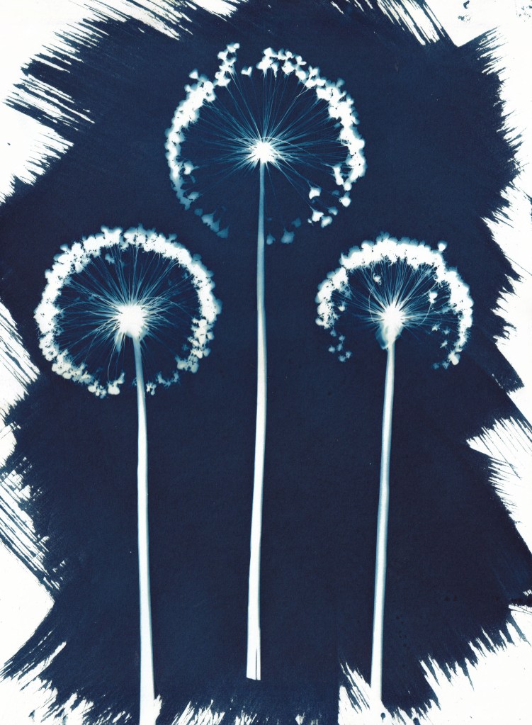 Original blue and white cyanotype print of three allium flowers. The flowers are white silhouettes on a dark Prussian blue background. The background was applied using random brush strokes creating a feathery edge to the print.