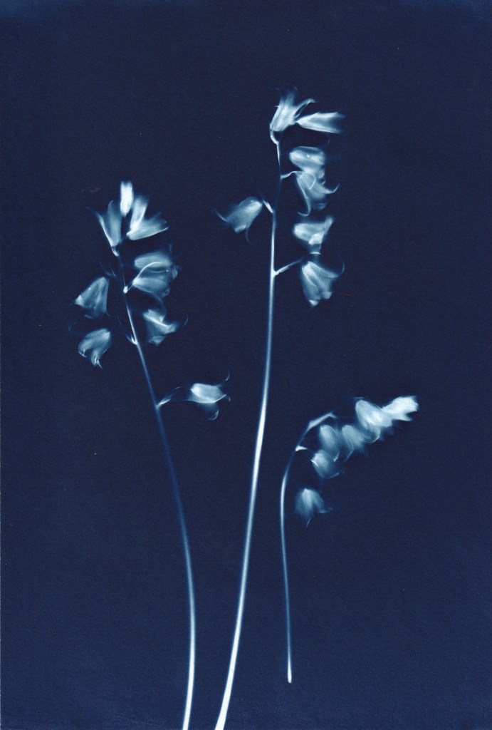 Original blue and white cyanotype print of three bluebell flowers.