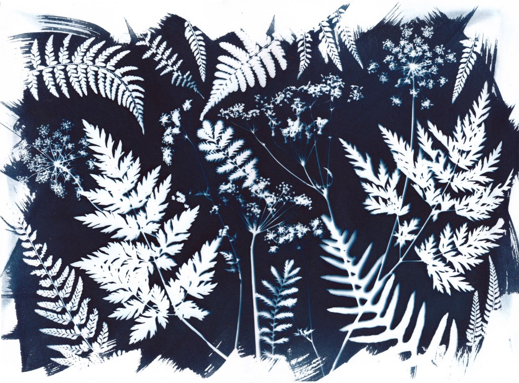 Traditional cyanotype of hedgerow flora including ferns, cow parsley, and silverweed leaves.